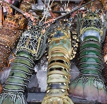 hasil tangkapan lobster desa Padang Unoi